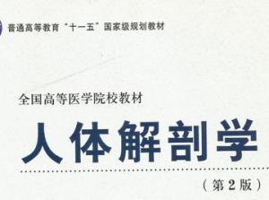 人体解剖学